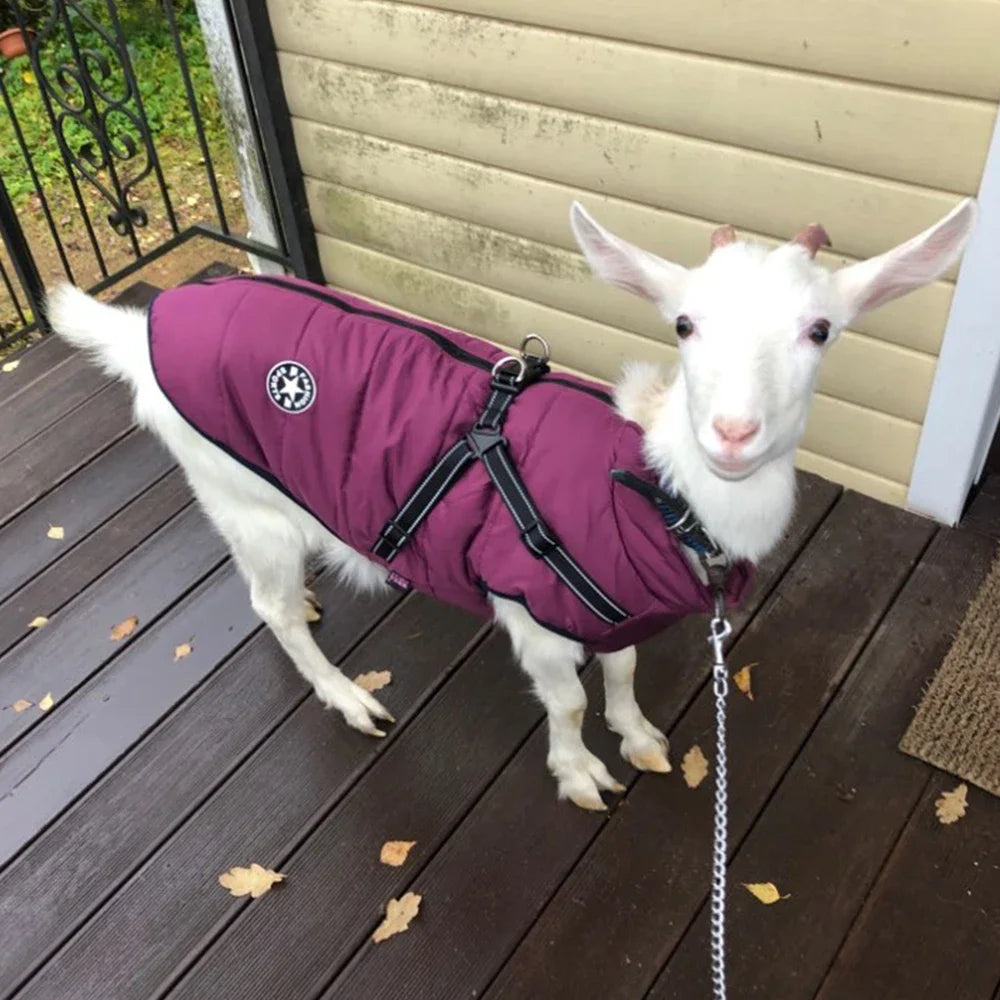 Coat with Harness