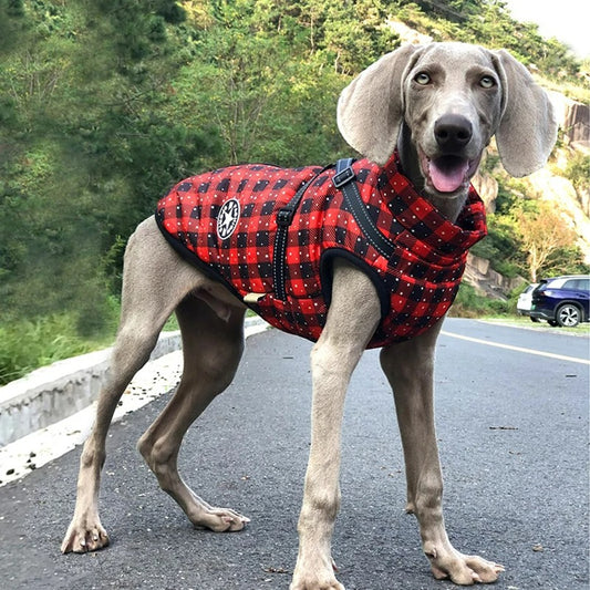 Coat with Harness